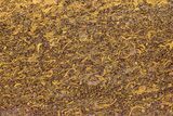 Polished Coquina (Fossil Shells) Jasper Slab - India #248055-1